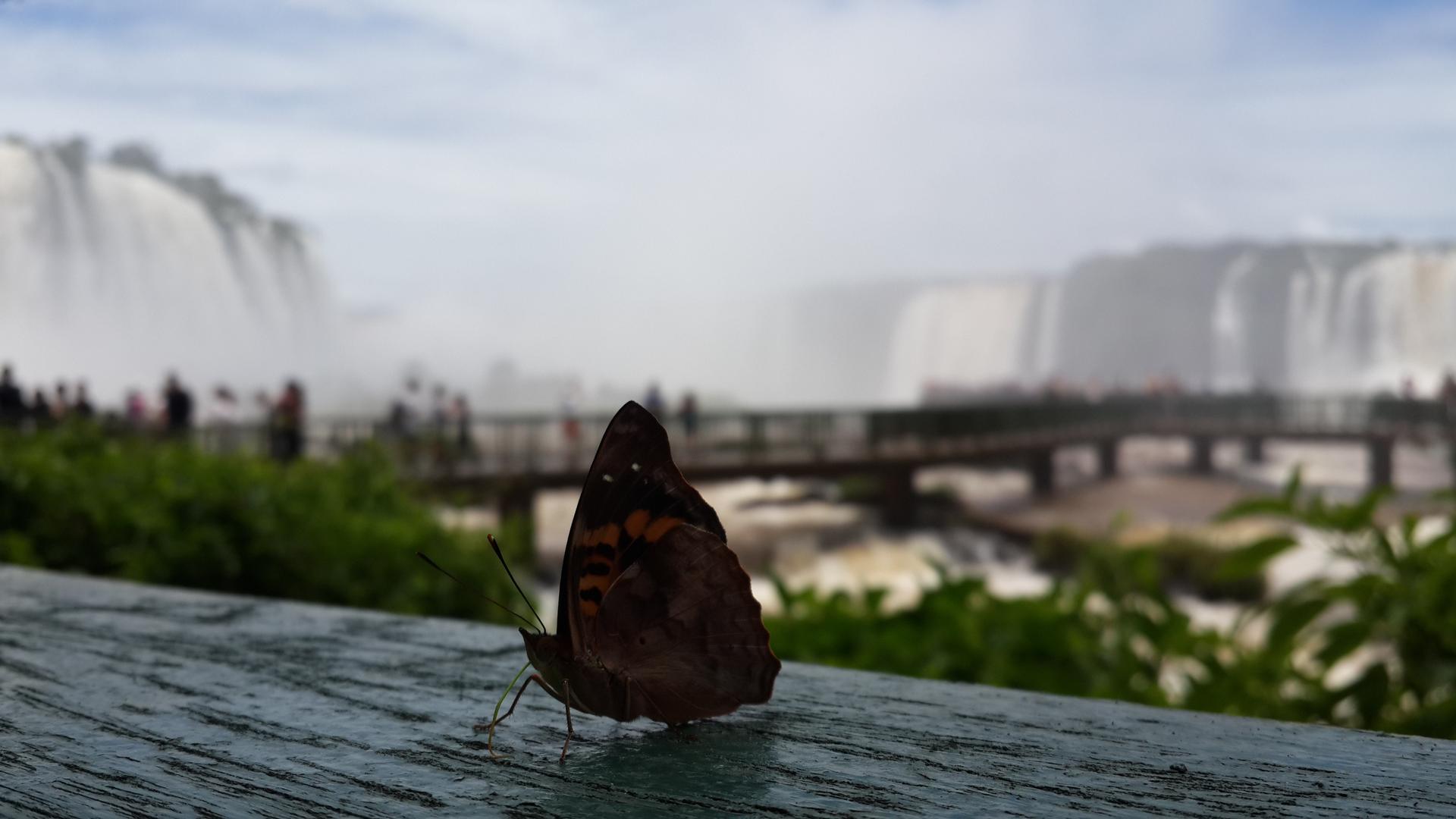 Butterfly in Iguazu Falls, Brazil.