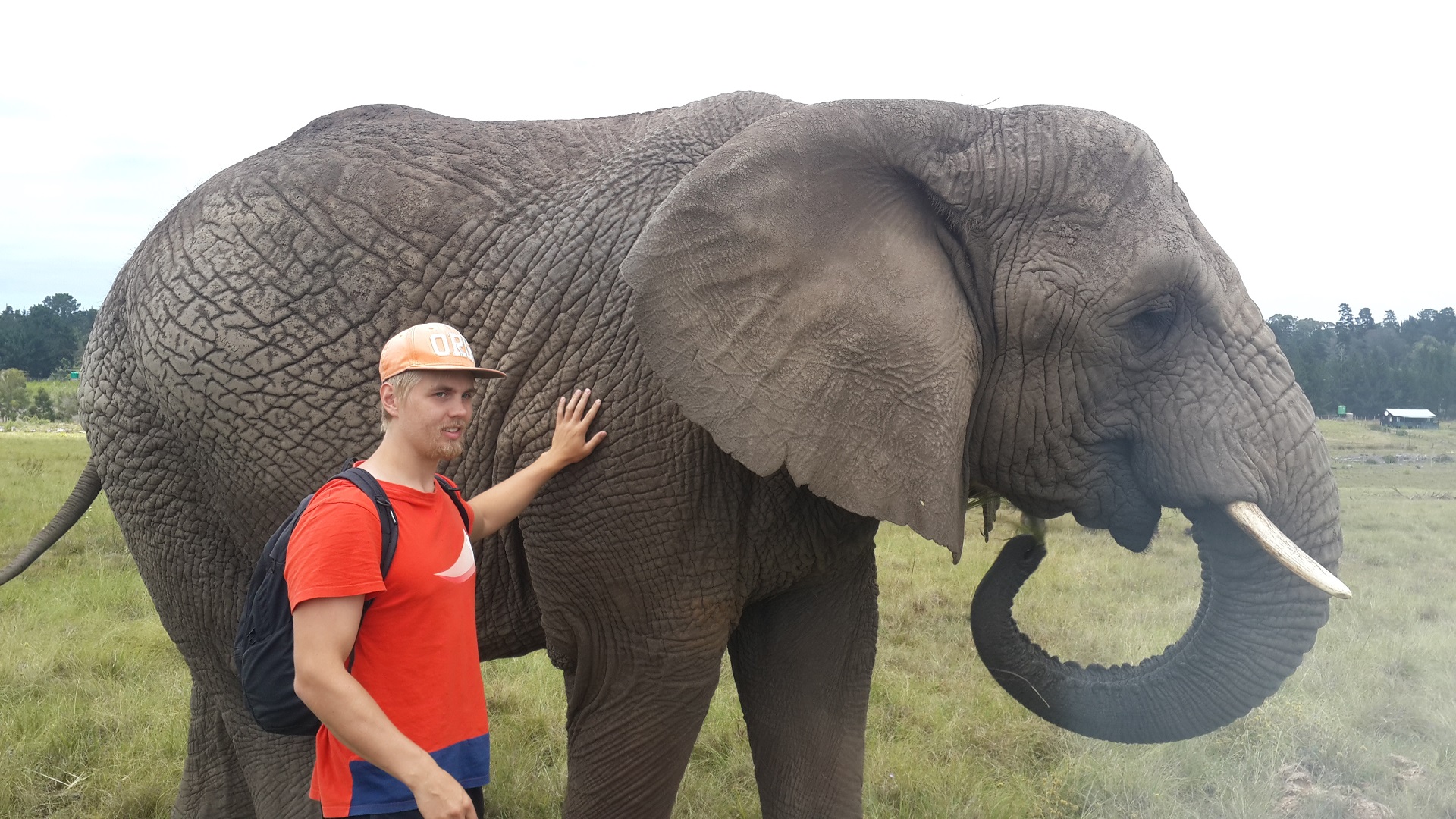 Knysnan norsupuisto, jossa kävin Plettenberg baysta käsin. Opin norsuista, että ne voivat viestiä tömistelemällä jopa 15 kilomterin päähän ja ne osaavat valmistautua omaan kuolemaansa, kun hampaat ovat liian kuluneet syömiseen.