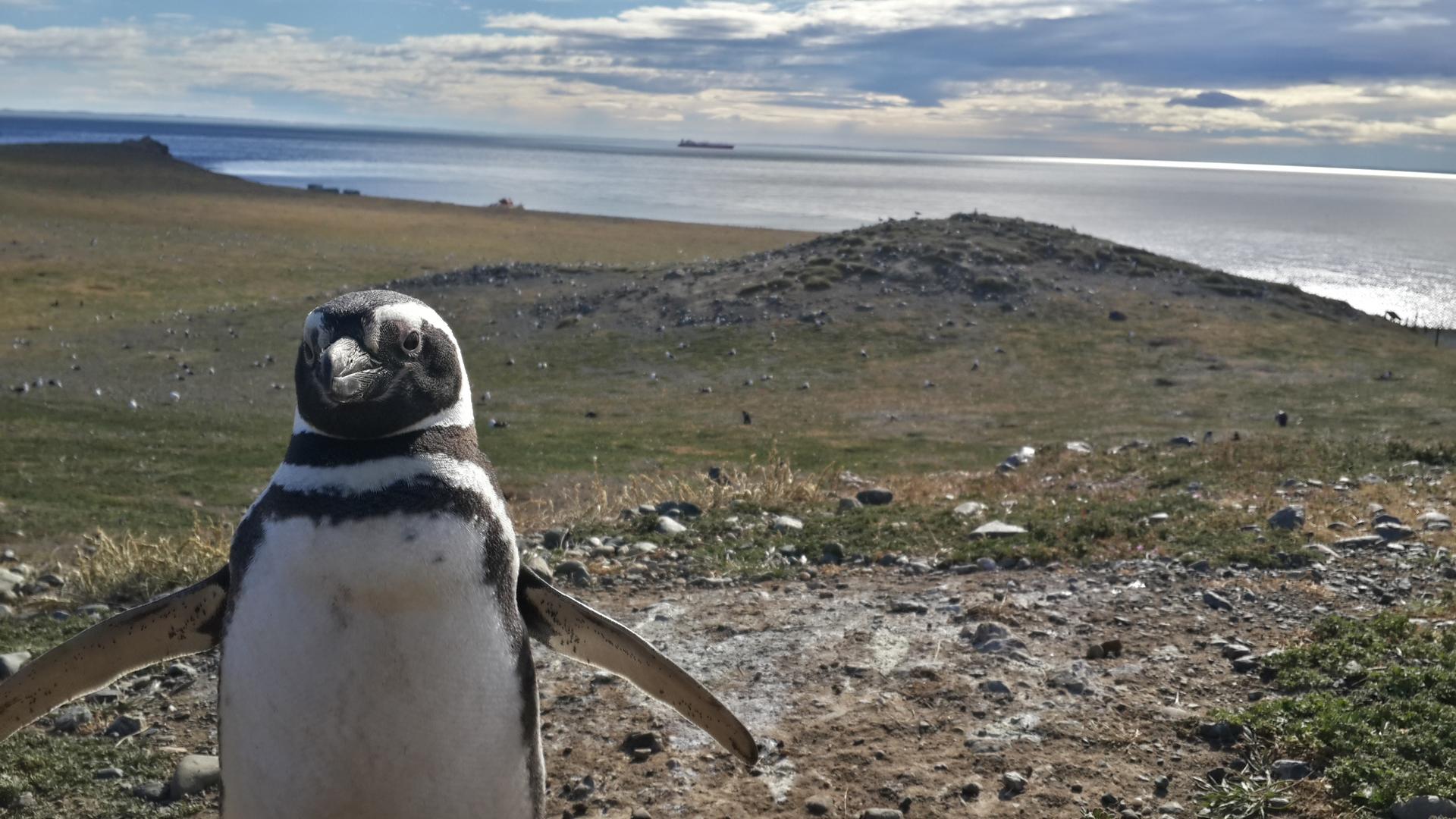 Magellan penguin, Punta Arenas, Chile. The penguins were living in small holes in the ground.