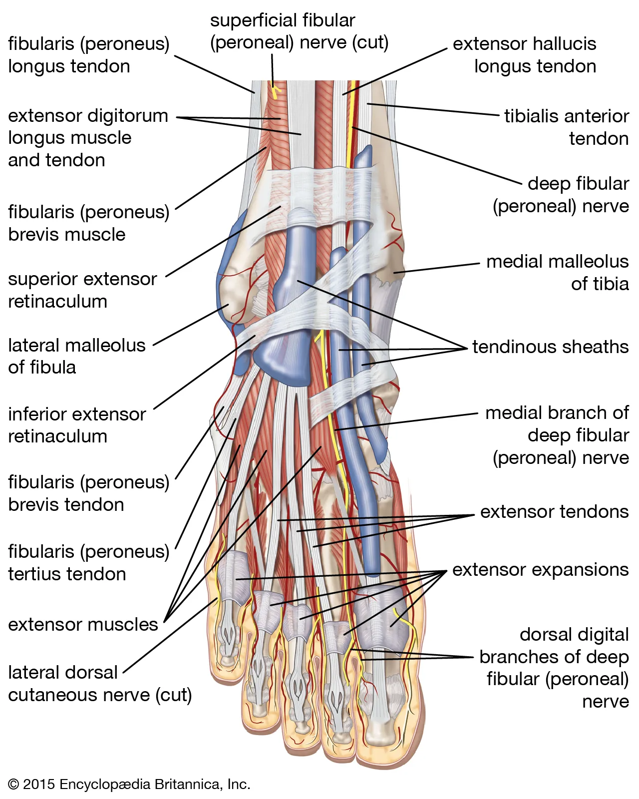 Many nerves, tendons and blood vessels go between the ankle and the toes.Source: Encyclopædia Britannica.