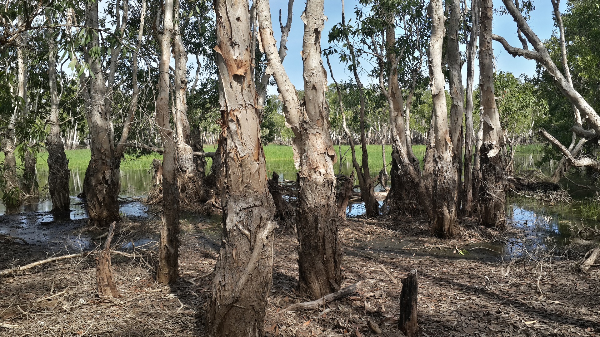 Day 12: Tabletop Swamp in Litchfield national park.
